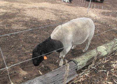 点击查看详细信息<br>标题：Plant Breeding Sheep 阅读次数：169