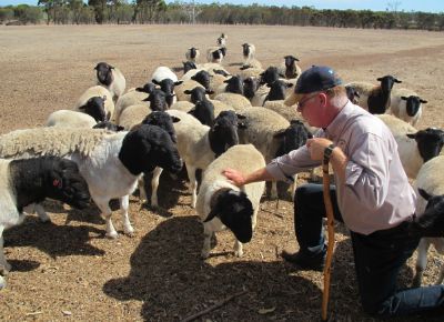 点击查看详细信息<br>标题：Plant Breeding Sheep 阅读次数：165