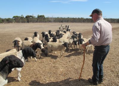 点击查看详细信息<br>标题：Plant Breeding Sheep 阅读次数：174