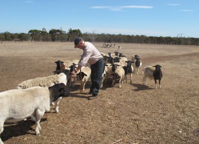 点击查看详细信息<br>标题：Plant Breeding Sheep 阅读次数：176