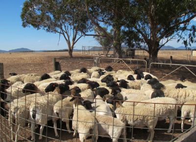点击查看详细信息<br>标题：Plant Breeding Sheep 阅读次数：178