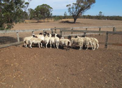 点击查看详细信息<br>标题：Plant Breeding Sheep 阅读次数：166