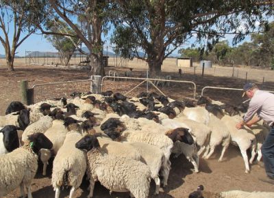 点击查看详细信息<br>标题：Plant Breeding Sheep 阅读次数：228