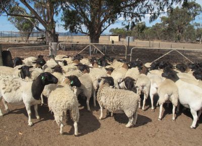 点击查看详细信息<br>标题：Plant Breeding Sheep 阅读次数：240