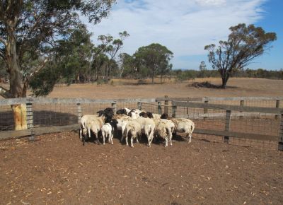 点击查看详细信息<br>标题：Plant Breeding Sheep 阅读次数：164