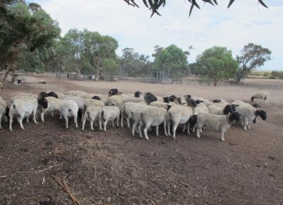 点击查看详细信息<br>标题：Plant Breeding Sheep 阅读次数：212