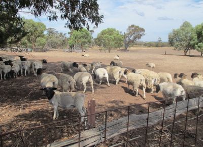 点击查看详细信息<br>标题：Plant Breeding Sheep 阅读次数：243