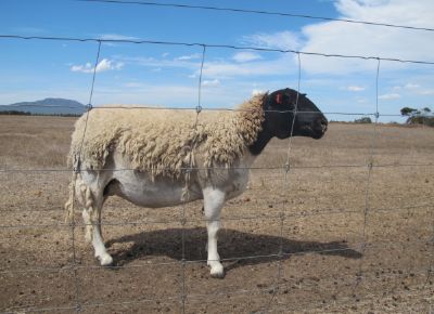 点击查看详细信息<br>标题：Plant Breeding Sheep 阅读次数：240