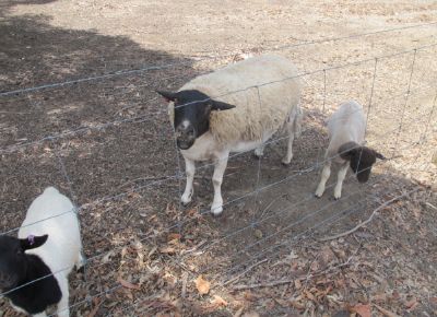 点击查看详细信息<br>标题：Plant Breeding Sheep 阅读次数：234