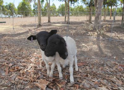 点击查看详细信息<br>标题：Plant Breeding Sheep 阅读次数：227