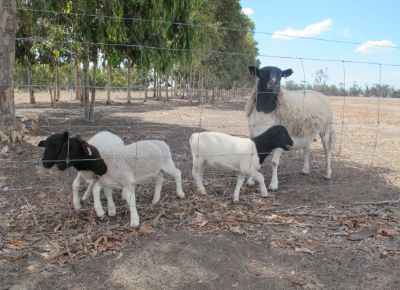 点击查看详细信息<br>标题：Plant Breeding Sheep 阅读次数：236