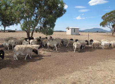 点击查看详细信息<br>标题：Plant Breeding Sheep 阅读次数：223