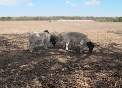 点击查看详细信息<br>标题：Plant Breeding Sheep 阅读次数：246