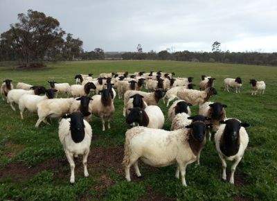点击查看详细信息<br>标题：Plant Breeding Sheep 阅读次数：224