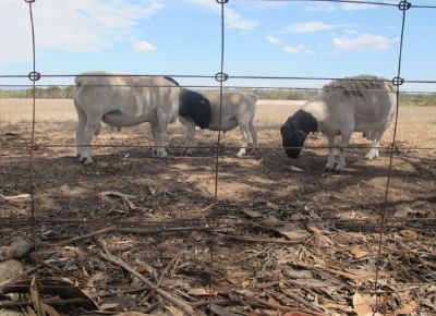 点击查看详细信息<br>标题：Plant Breeding Sheep 阅读次数：222