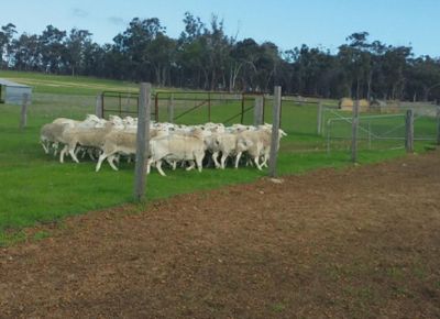 点击查看详细信息<br>标题：Plant Breeding Sheep 阅读次数：230