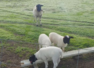 点击查看详细信息<br>标题：Plant Breeding Sheep 阅读次数：316