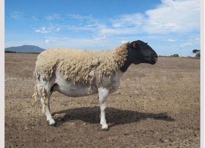 点击查看详细信息<br>标题：Breeding sheep 阅读次数：556