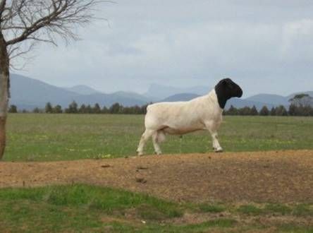 澳大利亚杜泊种羊