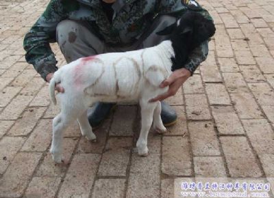 点击查看详细信息<br>标题：黑头杜泊种羊展示 阅读次数：2006