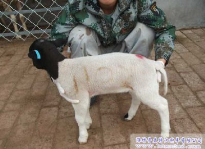 点击查看详细信息<br>标题：黑头杜泊种羊展示 阅读次数：2053