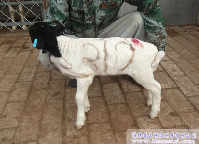 点击查看详细信息<br>标题：黑头杜泊种羊展示 阅读次数：1897