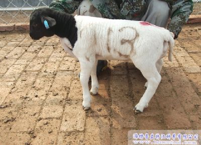 点击查看详细信息<br>标题：黑头杜泊种羊展示 阅读次数：1889