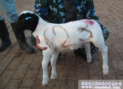 点击查看详细信息<br>标题：黑头杜泊种羊展示 阅读次数：1995