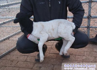 点击查看详细信息<br>标题：黑头杜泊种羊展示 阅读次数：2009