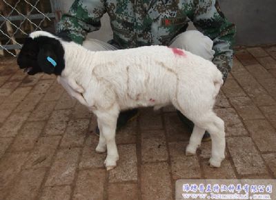 点击查看详细信息<br>标题：黑头杜泊种羊展示 阅读次数：1941