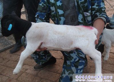点击查看详细信息<br>标题：黑头杜泊种羊展示 阅读次数：2112