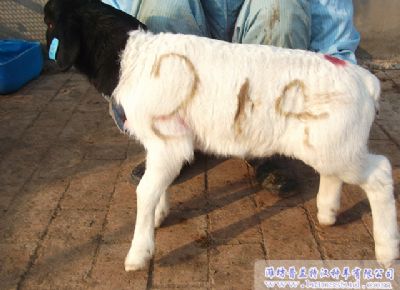 点击查看详细信息<br>标题：黑头杜泊种羊展示 阅读次数：1934