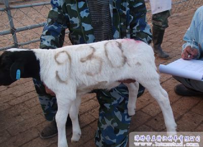 点击查看详细信息<br>标题：黑头杜泊种羊展示 阅读次数：1881