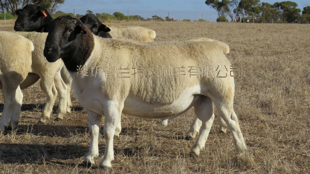 杜泊绵羊如何与小尾寒羊进行杂交?