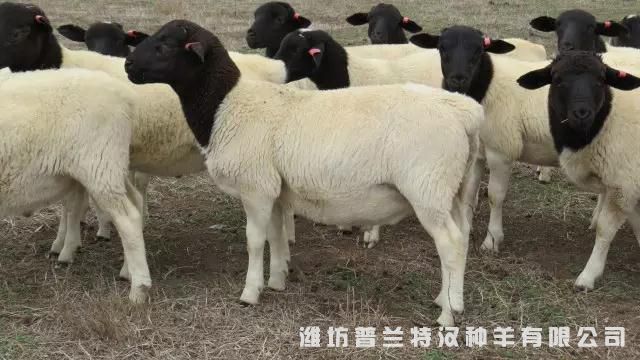 种羊好后代才能好 优质种羊后代好
