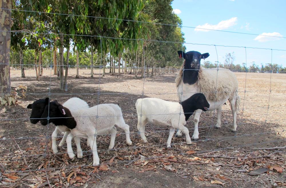 种羊的科学养殖