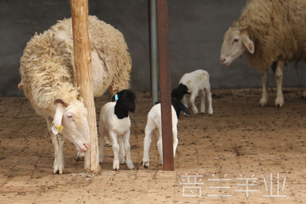 普兰羊业 怀孕母羊