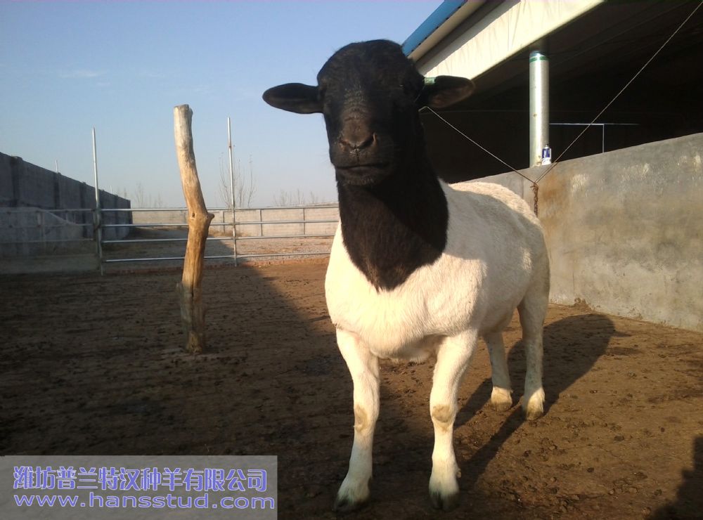 黑头杜泊种羊展示