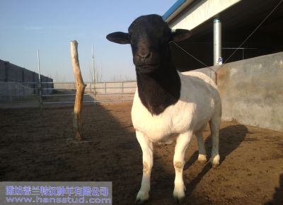 点击查看详细信息<br>标题：黑头杜泊种羊展示 阅读次数：5495