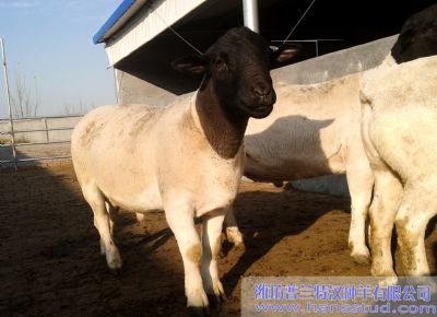 点击查看详细信息<br>标题：黑头杜泊种羊展示 阅读次数：4970