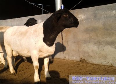 点击查看详细信息<br>标题：黑头杜泊种羊展示 阅读次数：5743