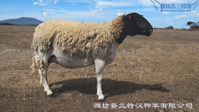 潍坊普兰特汉精品肉羊展示 肉羊养殖