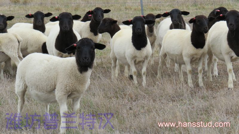 杜泊羊种羊