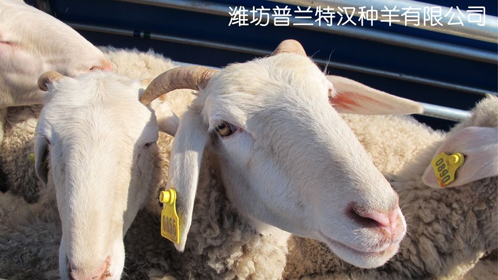 潍坊普兰特汉小尾寒羊 小尾寒羊图片