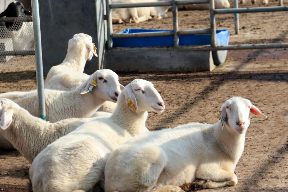 普兰羊业而怀孕母羊