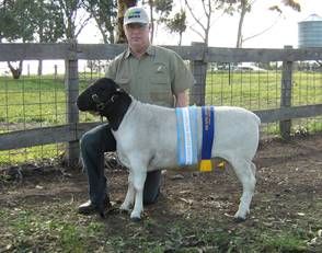 澳大利亚杜泊种公羊