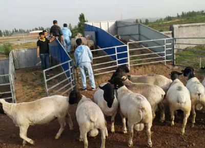 点击查看详细信息<br>标题：黑龙江加盟商客户购买纯种杜泊种羊，怀孕母羊 阅读次数：1665