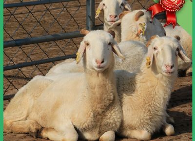 点击查看详细信息<br>标题：湖羊种羊实拍 阅读次数：501